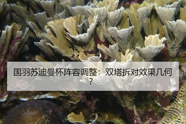 guo-yu-su-di-man-bei-zhen-rong-tiao-zheng-shuang-ta-chai-dui-xiao-guo-ji-he-2-932.jpg